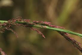 Image result for Eragrostis japonica