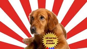 Când eram mic, aveam la ţară un câine maidanez, de talie mijlocie spre mare. De Ce Este Cainele Cel Mai Bun Prieten Al Omului Youtube