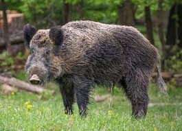 wild boar wikipedia