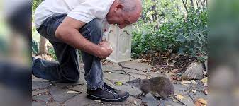We did not find results for: How To Attract Bandicoots To Your Backyard Good Living