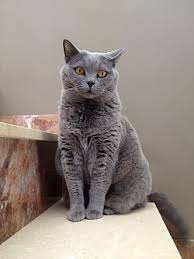 Check spelling or type a new query. British Shorthair Silver Shaded Novocom Top