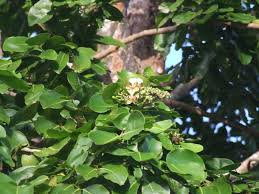 Image result for Intsia