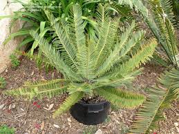 Image result for Encephalartos ngoyanus