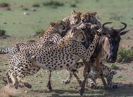 À titre de comparaison, un homme avec de telles capacités atteindrait les 2000 km/h et ferait le tour de la terre en 20 heures ! Les Proies Du Guepard La Chasse Du Guepard La Vitesse Du Guepard