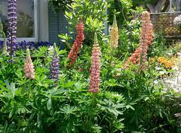 Lupinen überzeugen mit ihrer eigenschaft stickstoff zu binden. Vielblattrige Lupine Wikipedia