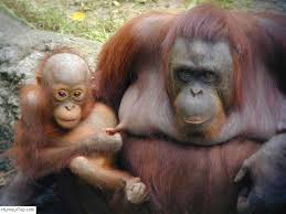 RÃ©sultat de recherche d'images pour "droles de singes"