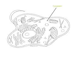 Maybe you would like to learn more about one of these? Simple Animal Cell Drawing At Paintingvalley Com Explore Collection Of Simple Animal Cell Drawing