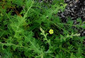 Image result for Xenostegia