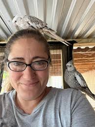 Cockatiels: even-tempered, intelligent, and versatile birds