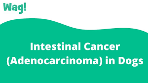 Many cancer symptoms in dogs are subtle and can be caused by another condition, but if you notice any of the following potential dog cancer warning this cancer sign in dogs often goes unnoticed for too long. Intestinal Cancer Adenocarcinoma In Dogs Symptoms Causes Diagnosis Treatment Recovery Management Cost