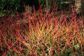 Kind of a nondescript green leaved shrub in the warmer months with clusters of cream flowers. It S Time To Plant Colourful Cornus Down To Earth