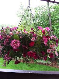 Lowes 50 Off Hanging Flower Baskets Clearance Find Hanging Flower Baskets Hanging Basket Garden Hanging Flowers
