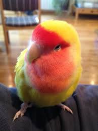 Lovebirds Make The World Go Round Cockatiel Love Birds Funny Parrots