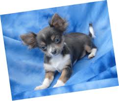 Black And White Long Haired Chihuahua Puppy I Want A Puppy Like This Its A Blue Long Haired Chihuahua Teacup Chihuahua Puppies Chihuahua Puppies Chihuahua Love