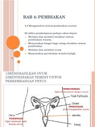 Sistem Pembiakan Wanita