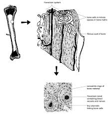 Compact bone tissue osteon diagram 5 bone tissue at brown. Anatomy And Physiology Of Animals The Skeleton Wikibooks Open Books For An Open World