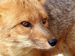 Jump to navigation jump to search. Whiskers Wikipedia