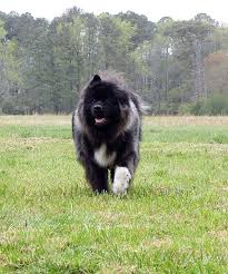 Yogi The Long Haired Akita Akita Puppies Akita Dog American Akita