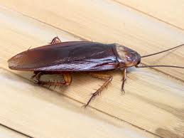 Starting a pest control business is no easy task. Cockroach Exterminators Delaware Delmar Termite Pest Control