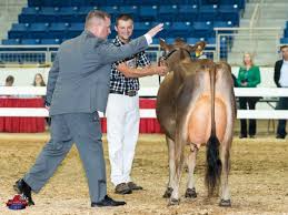All-American Jersey Show 2015
