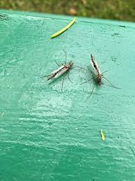 Vedi la nostra midges selezione dei migliori articoli speciali o personalizzati, fatti a mano dai nostri pesca negozi. Chironomidae Wikipedia