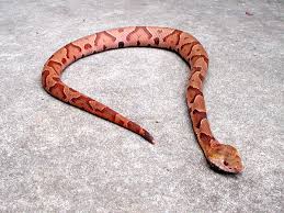 The species is also the only venomous snake native to great britain. Hoggormfamilien Wikipedia