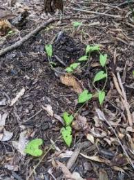 Image result for Ipomoea plebeia