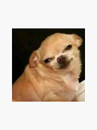 Dog Meme Sticker By Evyara In 2020 Cute Animal Memes Funny Animal Memes Animal Memes