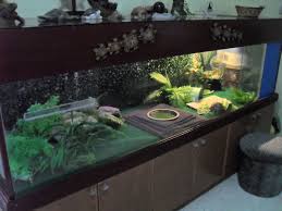 Large Indoor Tortoise Habitat Tortoise Habitat Russian Tortoise Russian Tortoise Diet