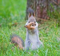 Ninja Squirrel Squirrel Funny Funny Animals Cute Squirrel