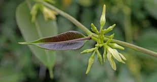 Image result for Cryptolepis