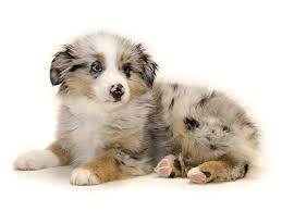 Akc miniature american shepherd puppies with full tails. Available Puppies For Sale The Puppy Store Vineyard Utah