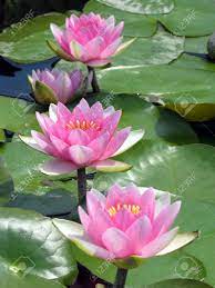7415050 Water Lilies In A Pond Stock Photo Lotus Flower De Jpg 974 1 300 Pixels Lotus Flower Art White Lotus Flower Rose Flower Photos