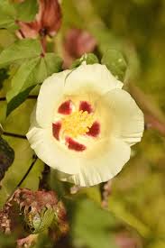 Image result for Gossypium