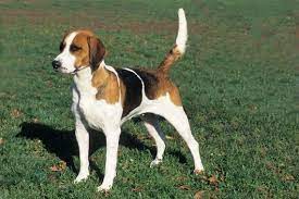 The english foxhound stands 20 to 24 inches at the shoulder and weighs between 50 and 65 pounds. English Foxhound Breed Information