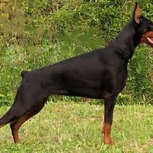 Black And Tan Doberman Pinscher Doberman Pinscher Black And Tan Full Doberman Pinscher Doberman Pinscher