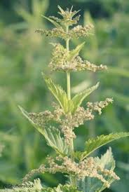 Graines D Ortie Bienfaits Et Utilisations Herbio Tiful Plantes Sauvages Comestibles Ortie Plantes Comestibles