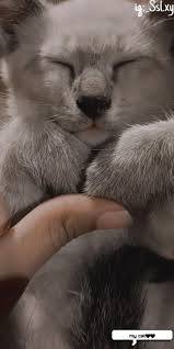 Karena ketidakbiasaan inilah dan muka imut kucing yang kecil sejak awal mereka bisa tampak menggemaskan. Aesthetic Kucing Lucu Imut Kucinglucu Aesthetic Cat Wallpaper Anggora Kucing Lucu Kucing Lucu