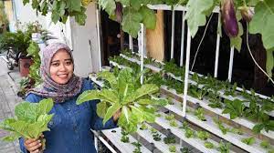 See more of berkebun sayur organik di rumah on facebook. Tanam Sayur Demi Hidup Sehat Retno Dan Rendri Tekuni Urban Farming Di Rumah Surya