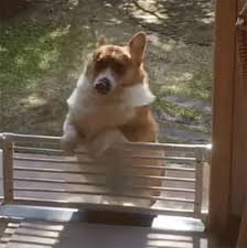 Dhgate.com provide a large selection of promotional fat dogs on sale at cheap price and excellent crafts. Chubby Dogs Are Cute But