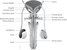 Maybe you would like to learn more about one of these? 1 See Colour Insert A Posterior View Of The Adult Human Male Download Scientific Diagram