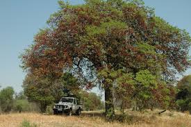 Image result for Schotia brachypetala