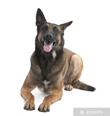 Disponibili cuccioli di pastore belga con tutti documentazione per info contattami al numero di cellulare disponibilità di consegnare in tutta italia. Carta Da Parati Cane Da Pastore Belga Malinois 2 Anni Pixers Viviamo Per Il Cambiamento