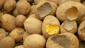 White mold lesions spread rapidly and can girdle stems, causing. Potatoes And Potato Spoiled And Stock Footage Video 100 Royalty Free 1023503281 Shutterstock
