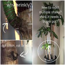 The best spot for your dracaena reflexa is placing it in partial sunlight and not direct sunlight; Tia I M A Beginner Trying To Determine If My Dracaena Is Sick Or Not It S A Peatmoss Type Soil From Nursery And Water Once Fully Dry Never Reported Help From Those With