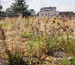 Dachbegrunung Mit Wilden Pflanzen Dachbegrunung Pflanzen Grun Gartengestaltung Dach Inspiration Dachbegrunung Gartengestaltung Extensive Dachbegrunung