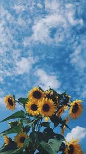 Uno Smile Per Ogni Girasole Carta Da Parati A Fiori Sfondo Iphone Carta Da Parati Colori Pastello Tutti gli sfondi sono disponibili sono in full hd.