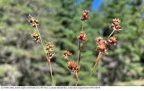 Image result for Luzula johnstonii