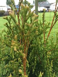 We planted 17 emerald arborvitaes 3 weeks ago. Arborvitae Rootball 317261 Ask Extension