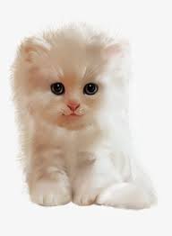 Puppies and kitties cats and kittens kittens cutest stock photos animals animales animaux animal animais. Cat Cute Cats Dog Cat Kitten Kawaii Cat Cat Transparent Png 585x800 Free Download On Nicepng
